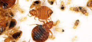 Tulsa OK Bed Bug Infestation