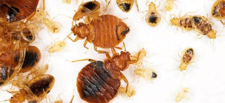 Bed Bug Indicators and Treatments