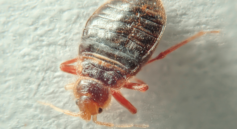 Bed Bugs FAQs