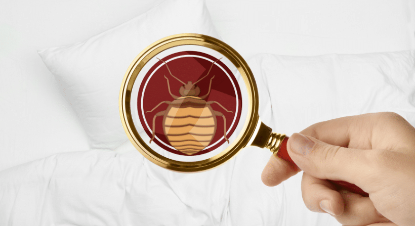 Bed Bug Control
