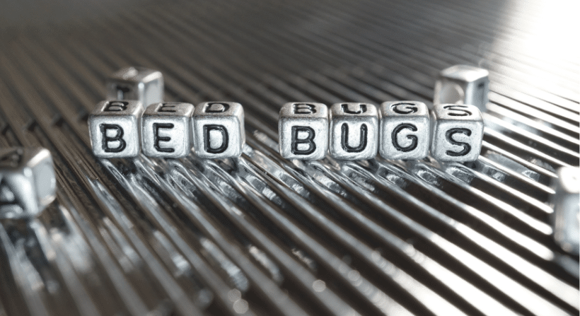 Bed Bugs written on cubes