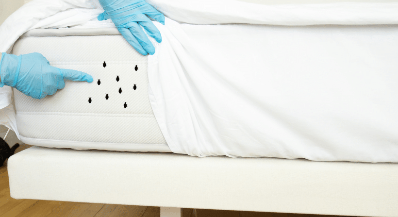 bed bugs like to infest