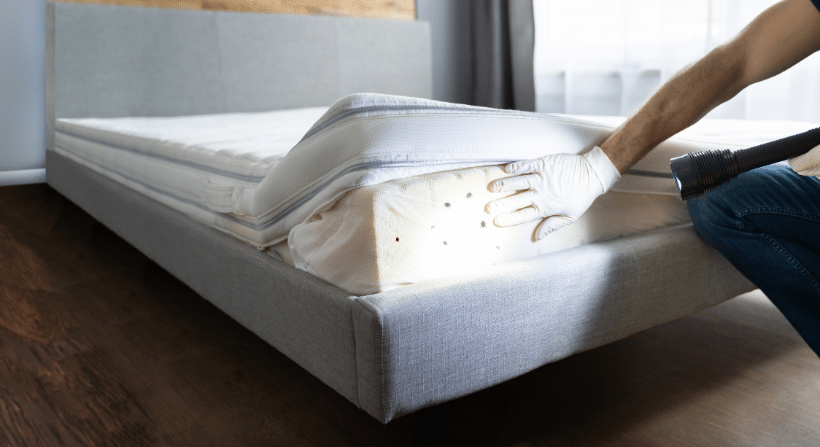 Bed Bug Inspection