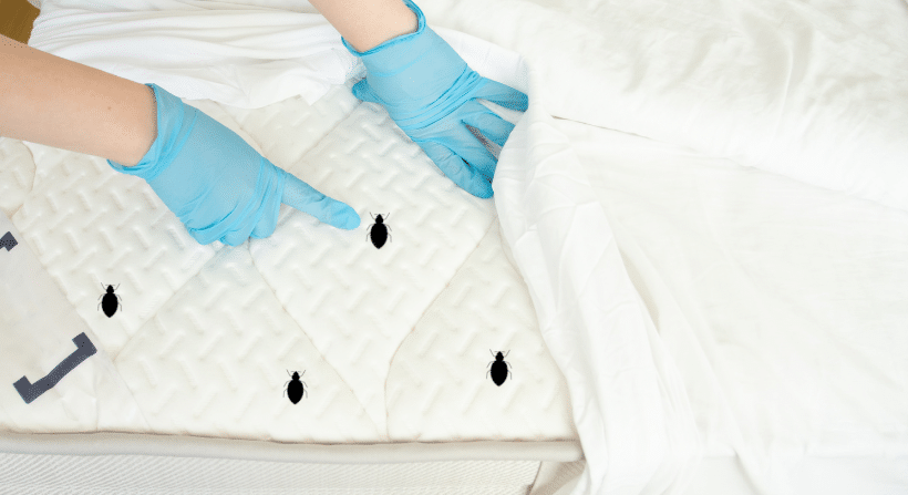 bed bug exterminator