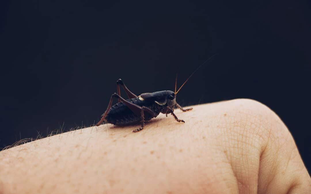 How Bed Bug Bites Affect Your Health and How to Treat Them