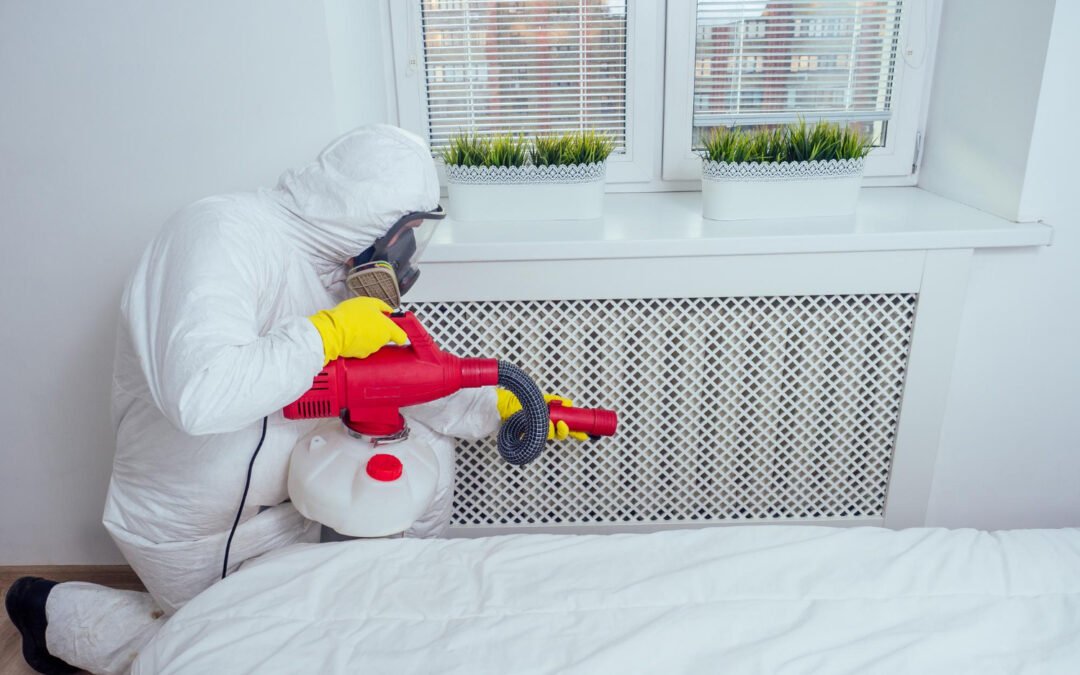 The Role of Professional Extermination in Bed Bug Control